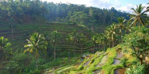 Read more about the article Tegalalang Rice Terrace