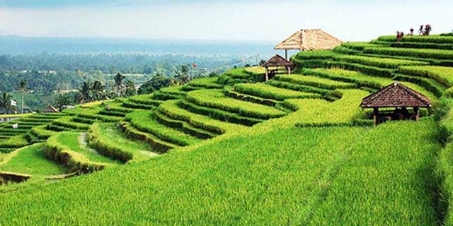 Read more about the article Jatiluwih Rice Terrace